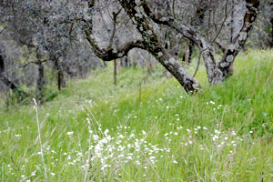 Olivenhain Frühling